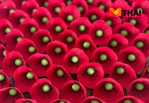 ที่มาของ ดอกป๊อปปี้ วันทหารผ่านศึก ความงามบนหลุมศพทหารกล้า