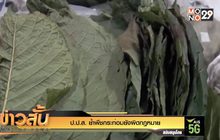 ป.ป.ส.ย้ำ พืชกระท่อมยังผิดกฎหมาย