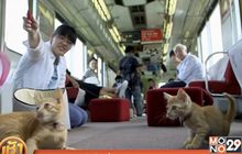 คาเฟ่แมวบนรถไฟในญี่ปุ่น
