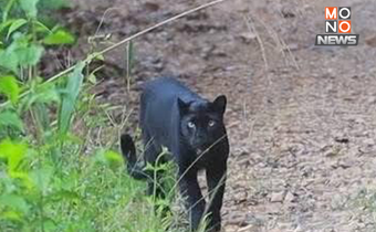 เสือดำโผล่กลางวัน! บ่งบอกป่าแก่งกระจานฟื้นตัวสมบูรณ์