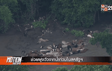 ช่วยฝูงวัวจากน้ำท่วมในสหรัฐฯ