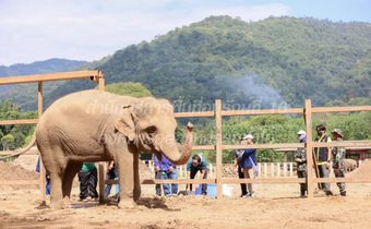 อุทยานฯ เผยผลตรวจ ‘พลายขุนเดช’ พบขาหน้าซ้ายผิดรูป-กระดูกสันหลังผิดรูป เร่งย้ายไปรักษาที่สถาบันคชบาลแห่งชาติฯ