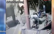 เจ้าหน้าที่เขาใหญ่วิ่งหนีเจ้าด้วน เกือบเดินมาถึงตัว