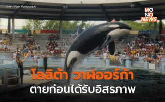 “โลลิต้า” วาฬออร์กา ตายแล้ว ก่อนได้รับอิสระ หลังถูกขังมา 50 ปี