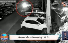 จับภาพชายใจบาปทิ้งแมวแม่-ลูก 12 ตัว