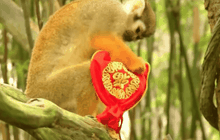 ตรุษจีนลิงในสิงคโปร์