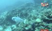 นักวิจัยทดสอบหุ่นยนต์ปลาสำรวจใต้ทะเล