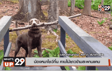 น้องหมาโชว์กึ๋น คาบไม้ยาวข้ามสะพานแคบ