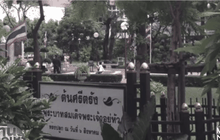 ศิริราช-กรมป่าไม้ ยัน “ต้นศรีตรัง” ทรงปลูก ไม่ตาย
