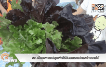 สภ.เมืองพะเยาปลูกผักไร้ดินลดรายจ่ายสร้างรายได้