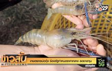 เกษตรกรบ่อกุ้ง ร้องรัฐกำหนดราคากลาง ลดขาดทุน