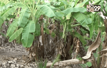 ชาวสวนกล้วยรายได้ลดหลังขาดน้ำหล่อเลี้ยงต้น