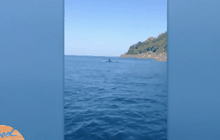 แชร์ว่อน “วาฬเพชรฆาต” โผล่กลางอ่าวกะรนที่ภูเก็ต