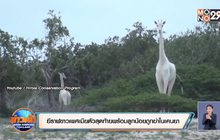 ยีราฟขาวเพศเมียตัวสุดท้ายพร้อมลูกน้อยถูกฆ่าในเคนยา