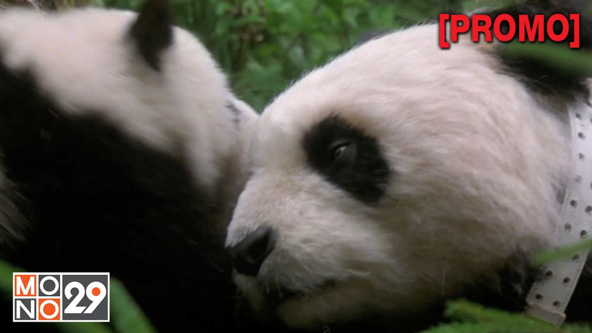 The Amazing Panda  Adventure แพนด้าน้อยผจญภัยสุดขอบฟ้า [PROMO]