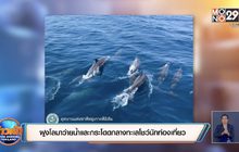 ฝูงโลมาออกมาว่ายน้ำและกระโดดกลางทะเลโชว์นักท่องเที่ยว