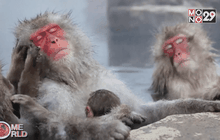 นานาสัตว์โลก ตอนที่ 1