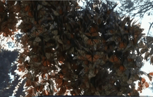 ผีเสื้อโมนาร์ชอพยพเพิ่มจำนวนขึ้นในเม็กซิโก