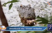 นักท่องเที่ยวตะลึง แห่ชม “เจ้าทองคำ” จระเข้สุดเชื่อง