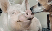 “เอสเธอร์” หมูไม่จิ๋วมาแรงแห่งโลกออนไลน์