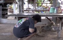 เยาวชนรับเลียนแบบคลิปที่นำยาให้สุนัขกินจนมีอาการสั่น