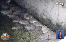 ช่วยกบหนาว หวั่นช็อกตายยกบ่อ