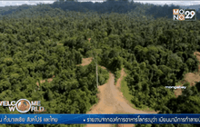 เมียนมาทำลายป่าไม้มากเป็นอันดับ 3 ของโลก